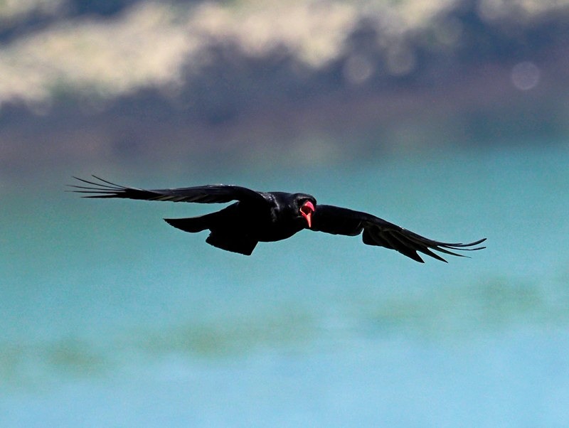 Chough - Crows