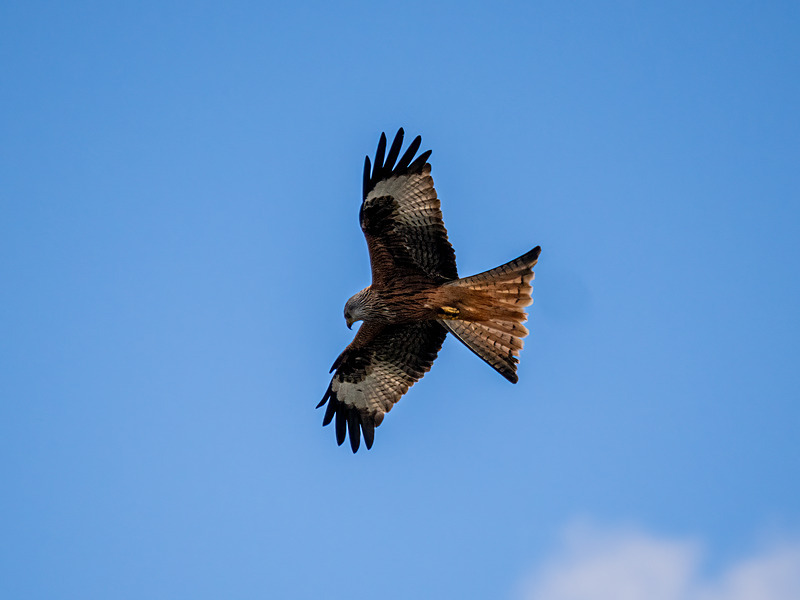 Red Kite - Latest photos