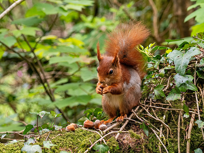 Red Squirrel - Latest photos