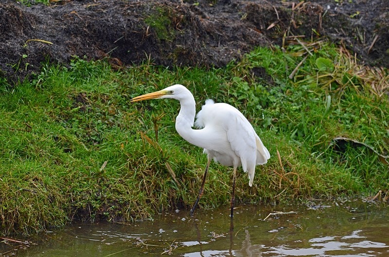 Great White Egret - Netherlands - December 2019
