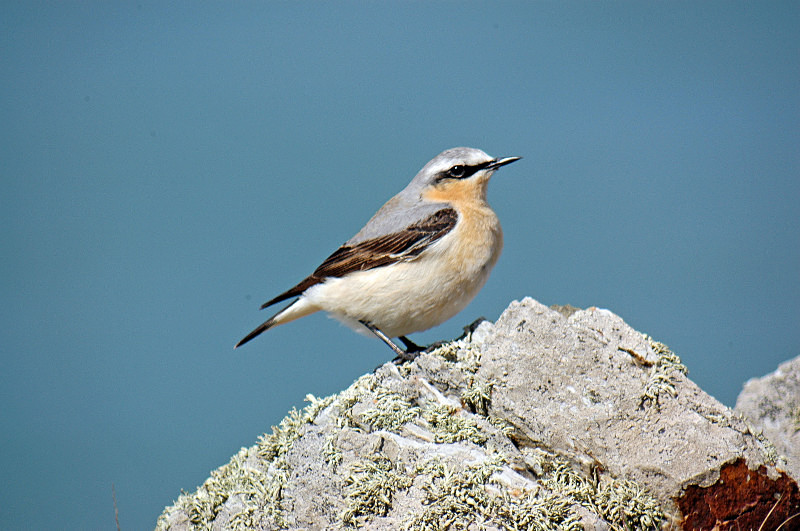Northern Wheatear - Chats