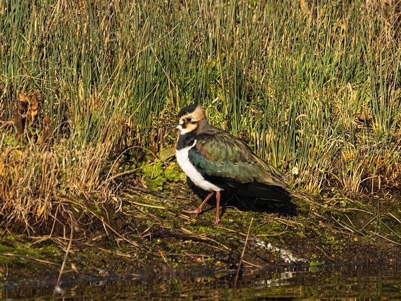 Lapwing - Plovers