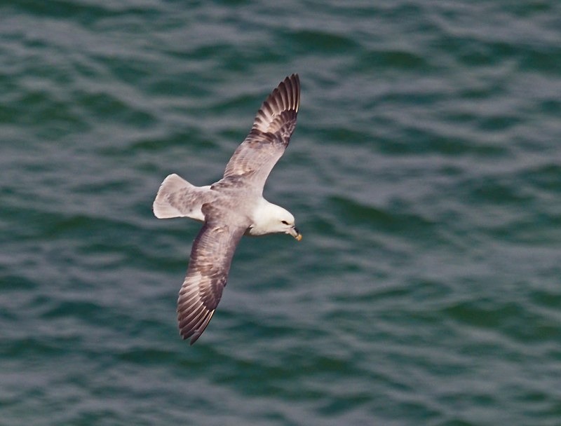 Fulmar - Fulmars