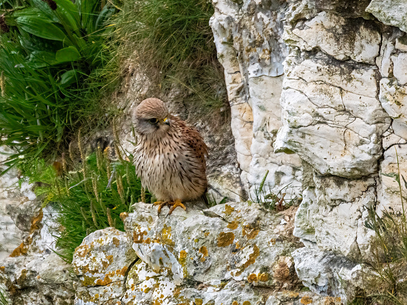 Kestrel - Latest photos