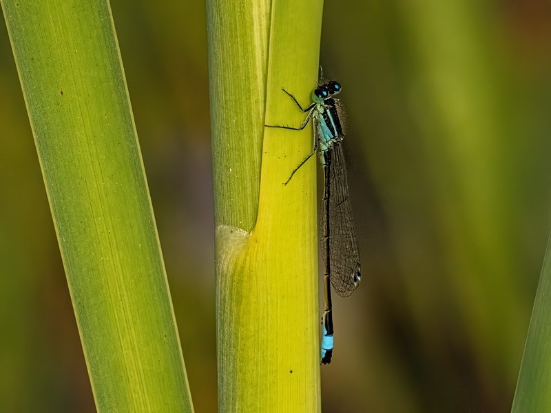 Blue-tailed Damselfly - Dragonflies and damselflies