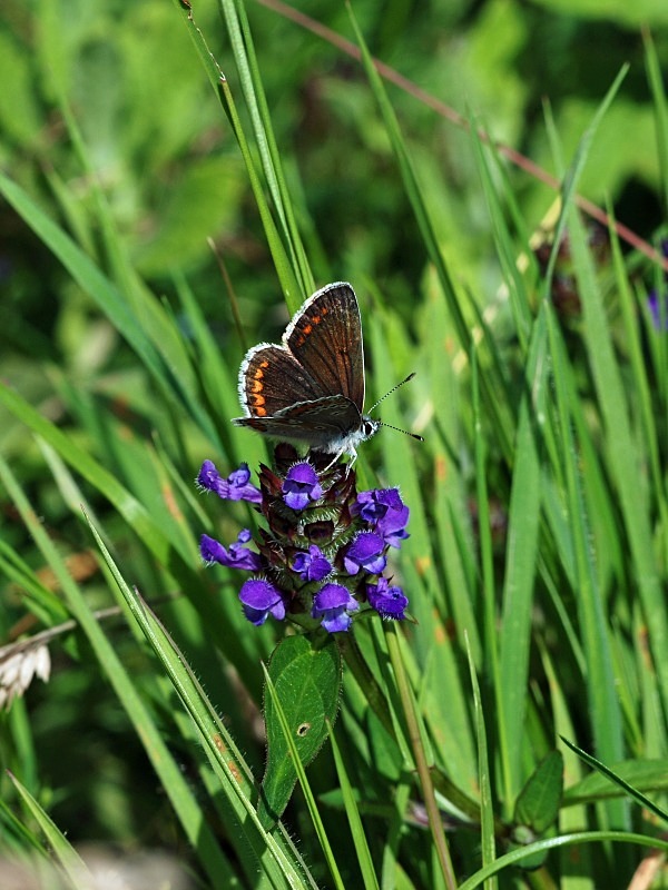 Common Blue - Butterflies