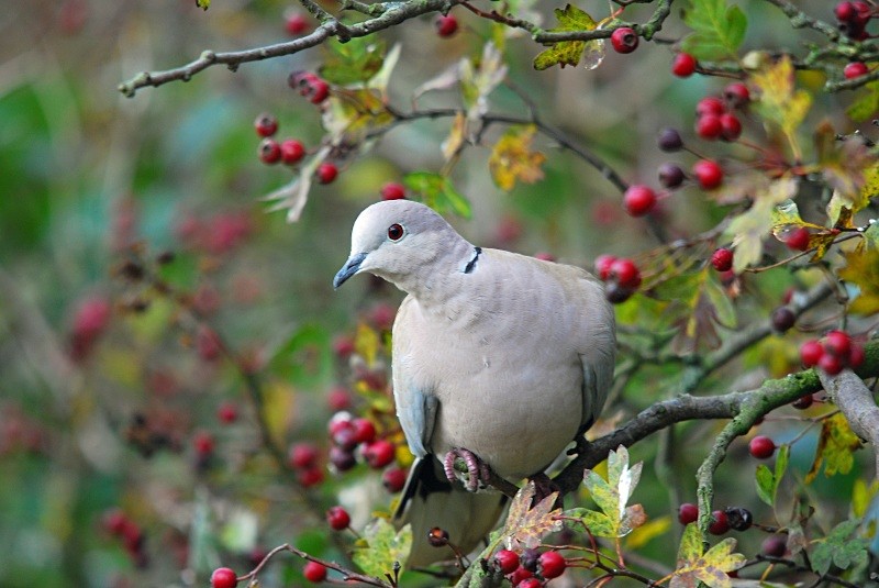 Collared Dove - Pigeons and doves