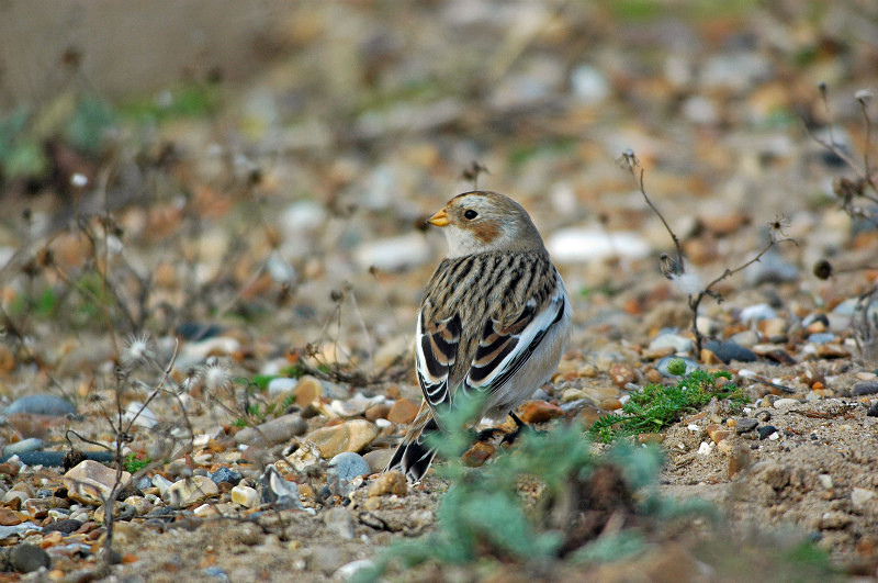 Snow Bunting - Buntings