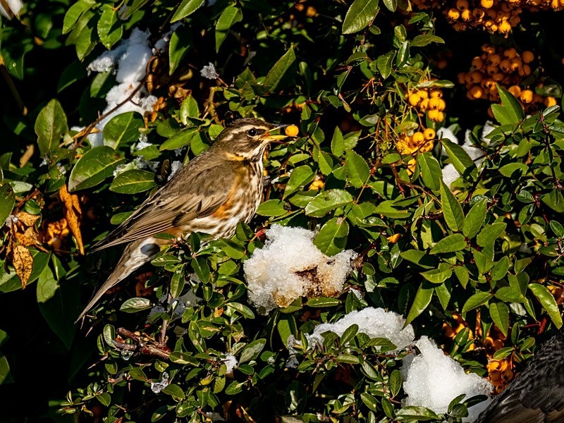 Redwing - Thrushes