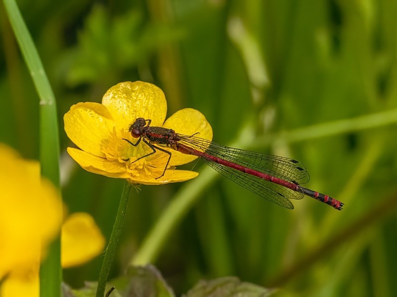 Large Red Damselfly - Dragonflies and damselflies