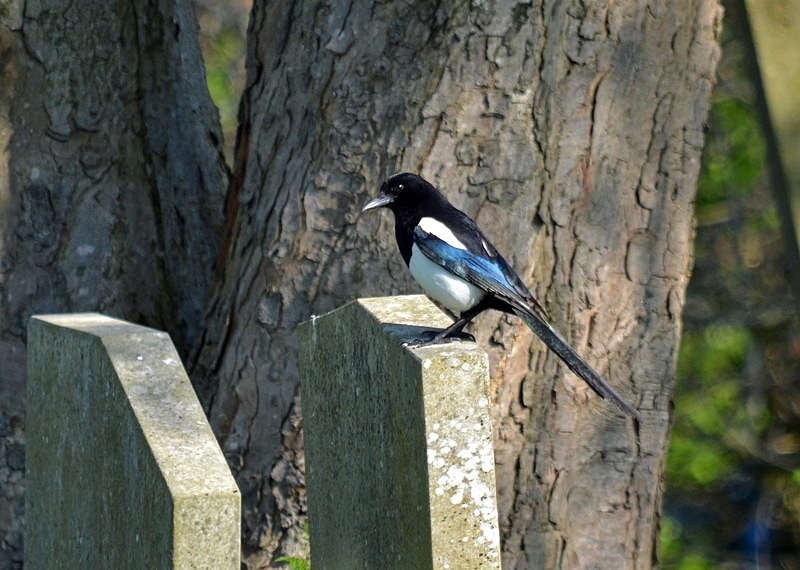 Magpie - Crows