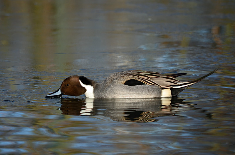 Pintail - Dabbling ducks