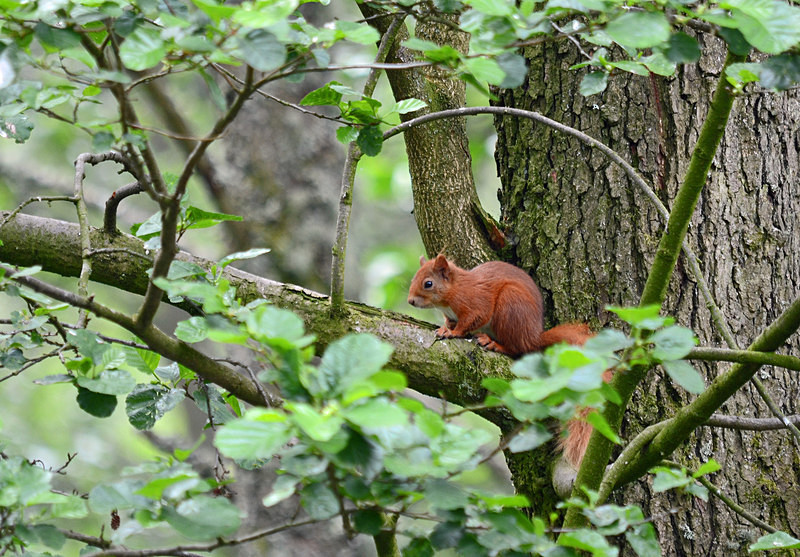 Red Squirrel - Red Squirrels