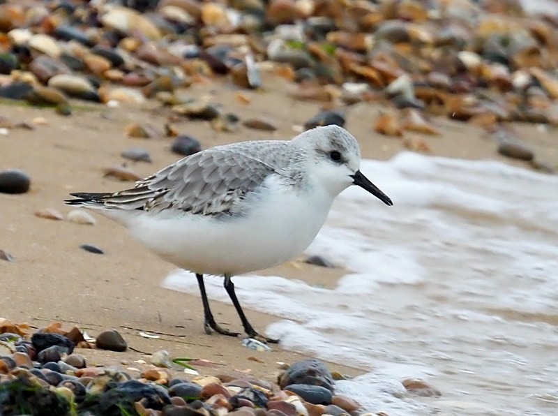 Sanderling - Sandpipers