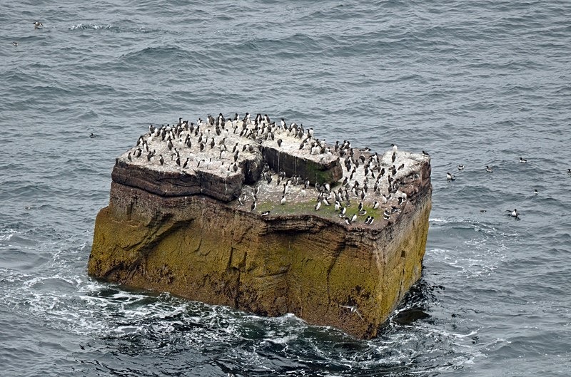 Common Guillemots - Auks