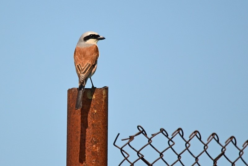 Red-backed Shrike - Bulgaria