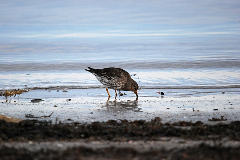 Purple Sandpiper - Norway