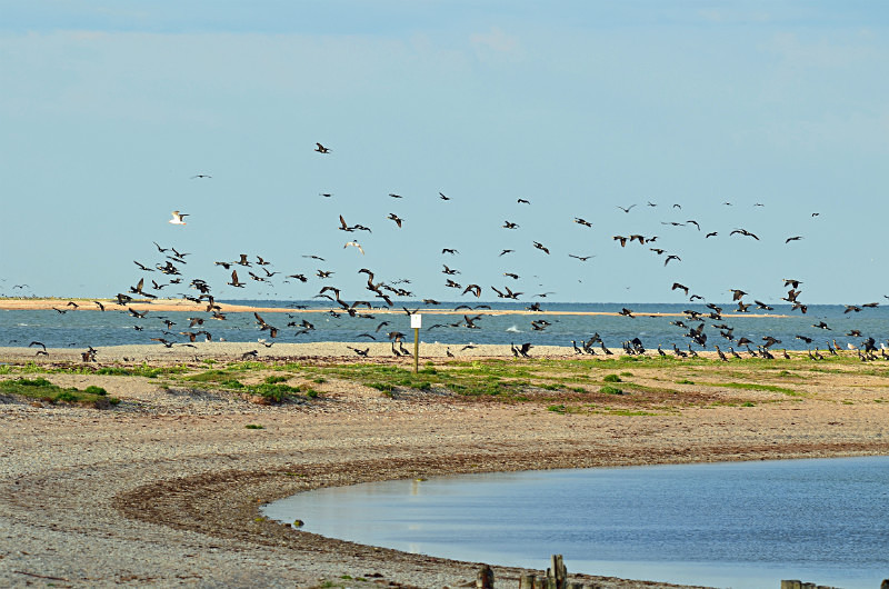 Cormorants - Estonia
