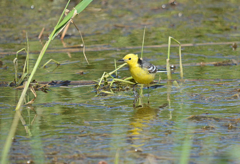 Citrine Wagtail - Estonia