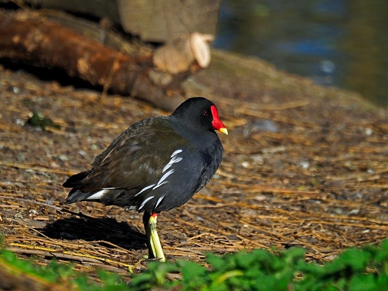 Moorhen - Crakes and rails