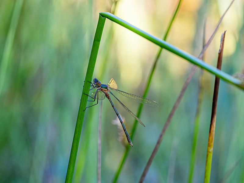 Emerald Damselfly - Latest photos