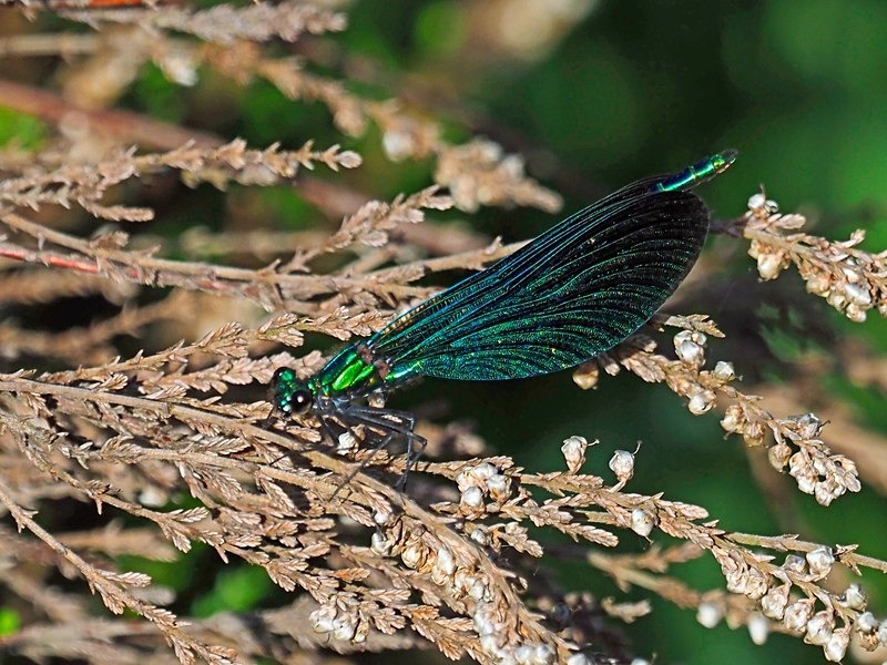 Beautiful Demoiselle - Dragonflies and damselflies