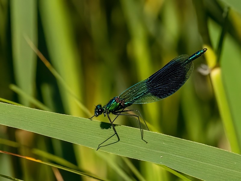 Banded Demoiselle - Dragonflies and damselflies