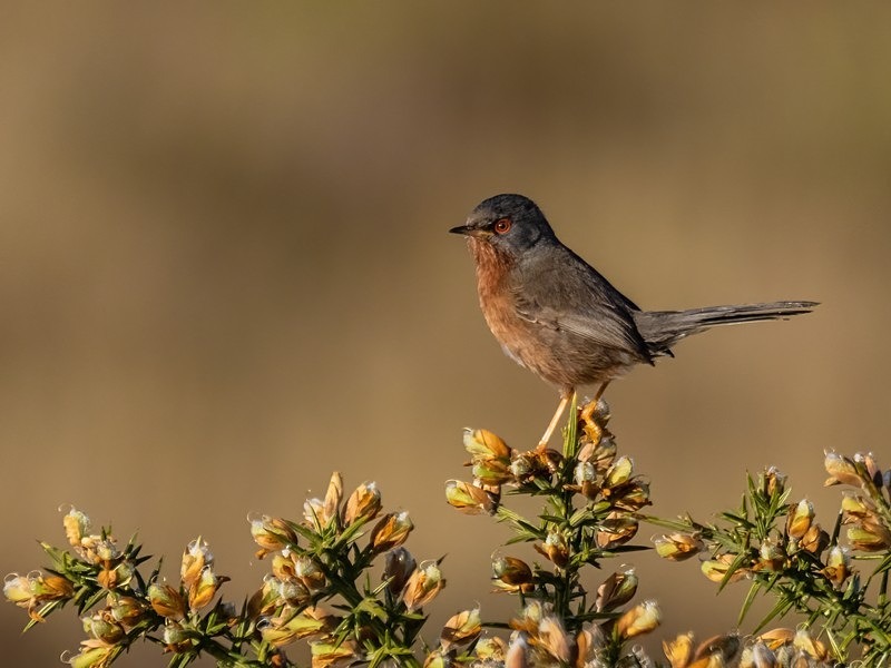 Dartford Warbler - Warblers