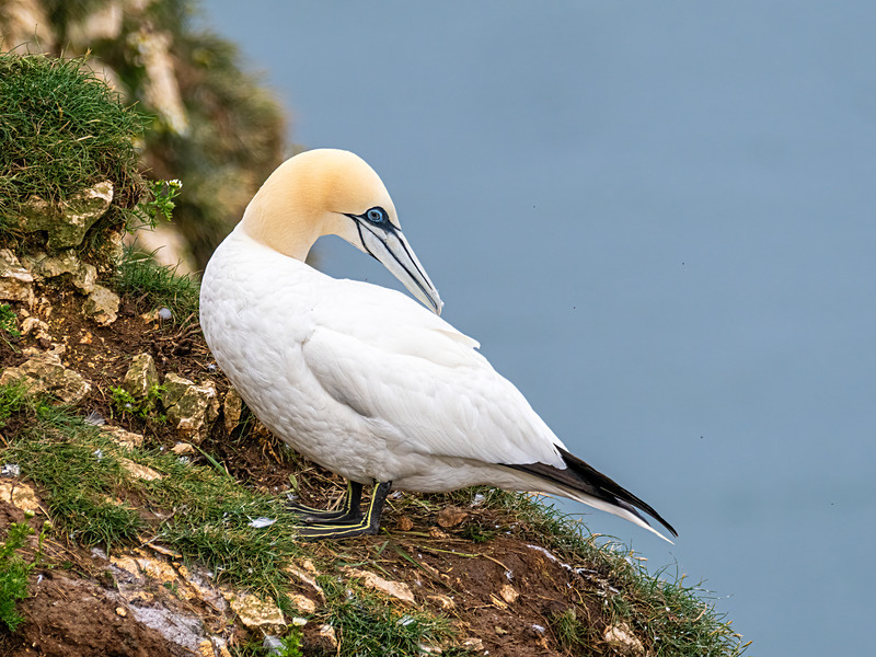 Gannet - Latest photos