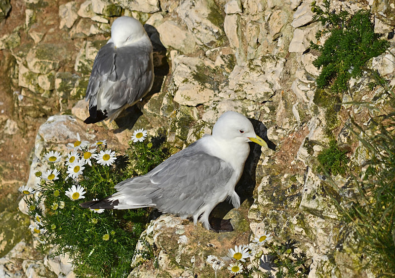 Kittiwakes - Gulls