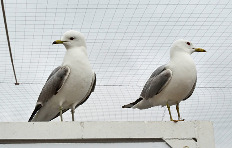 Common Gull - North east Finland