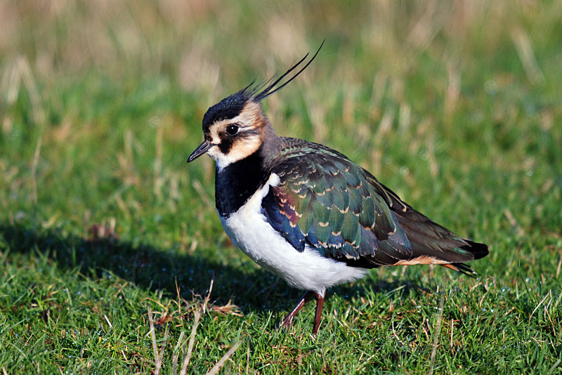 Lapwing - Plovers