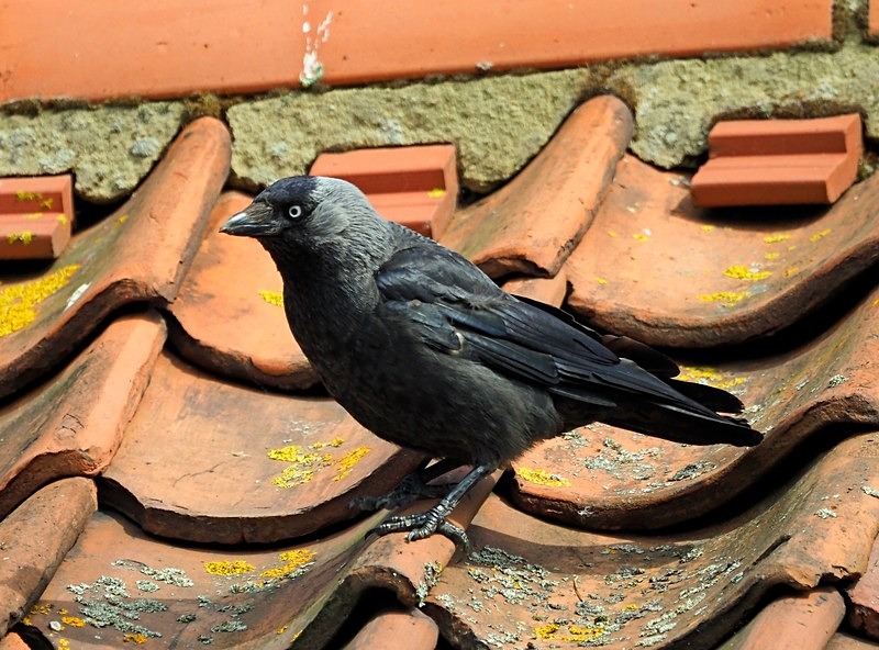 Jackdaw - Crows