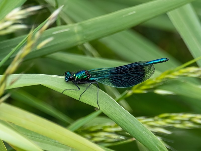Banded Demoiselle - Dragonflies and damselflies
