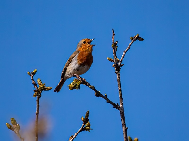 Robin - Robins