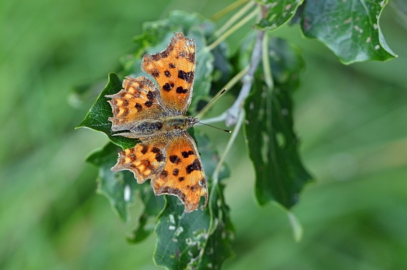 Comma - Butterflies