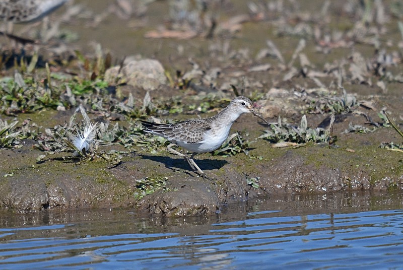 Curlew Sandpiper - Sandpipers