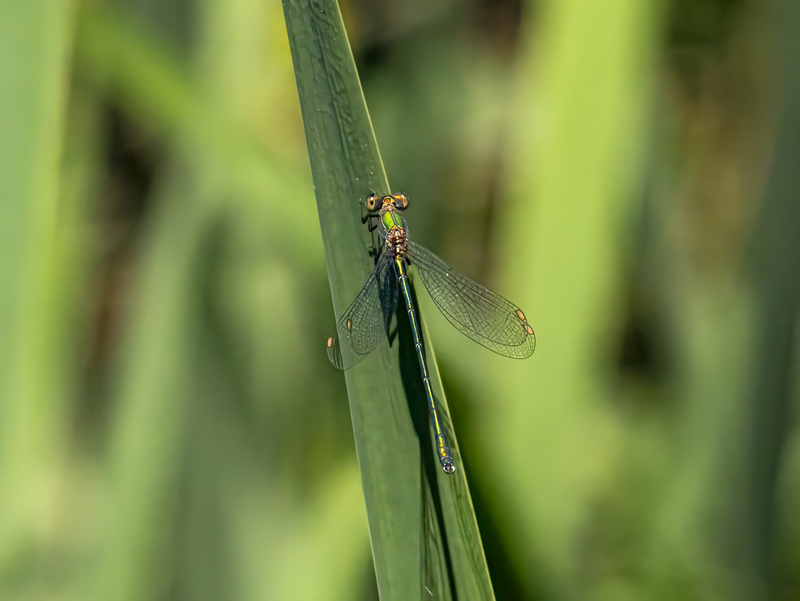 Willow Emerald Damselfly - Dragonflies and damselflies