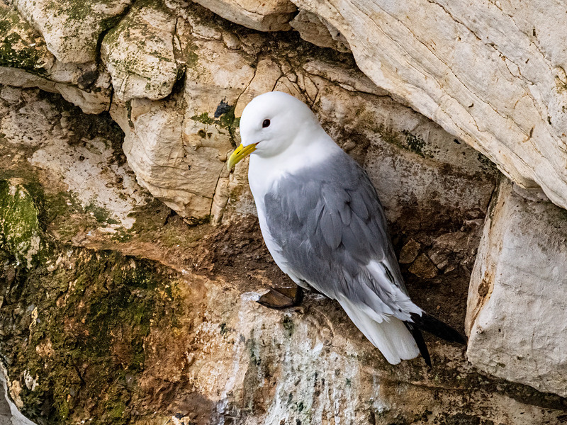 Kittiwake - Latest photos