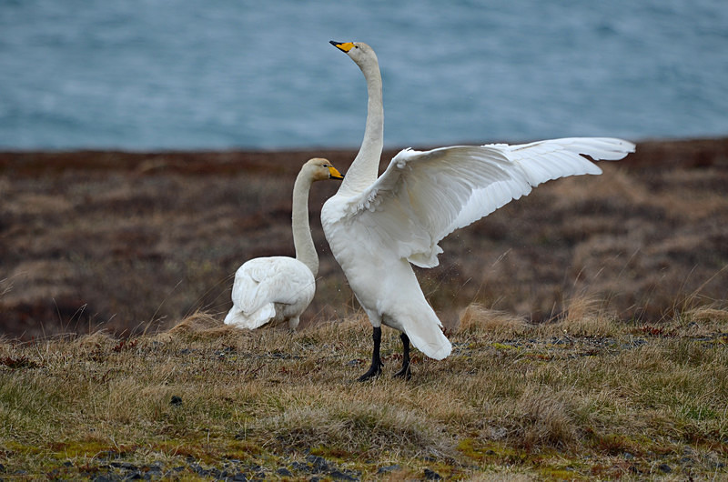 Whooper Swan - North east Iceland