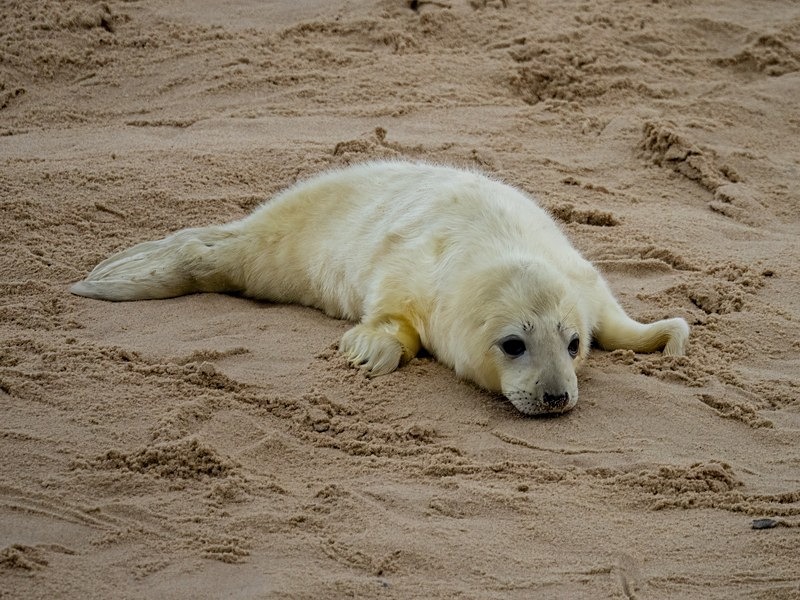 Atlantic Grey Seal - Atlantic Grey Seals