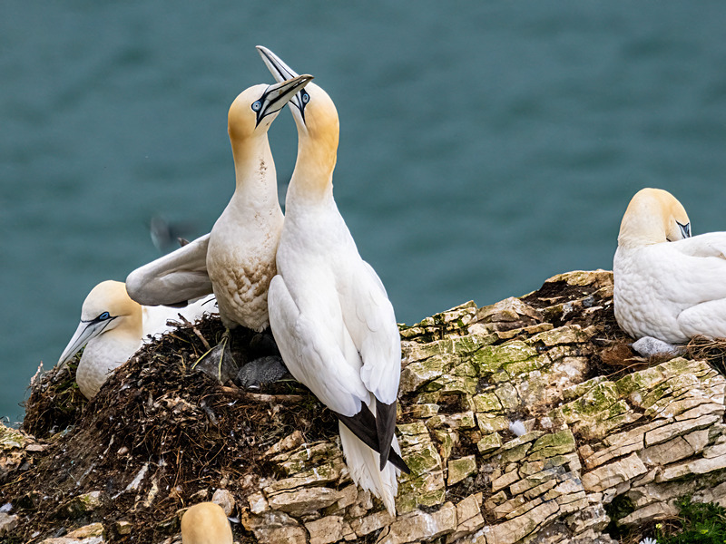 Gannets - Latest photos