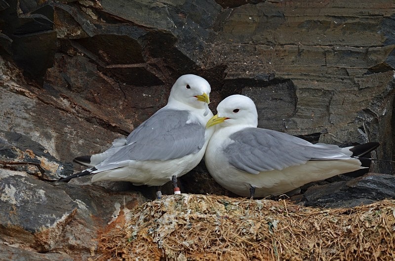 Kittiwakes - North Norway