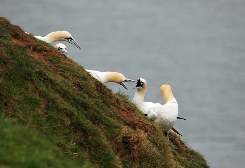 Gannets - Gannets