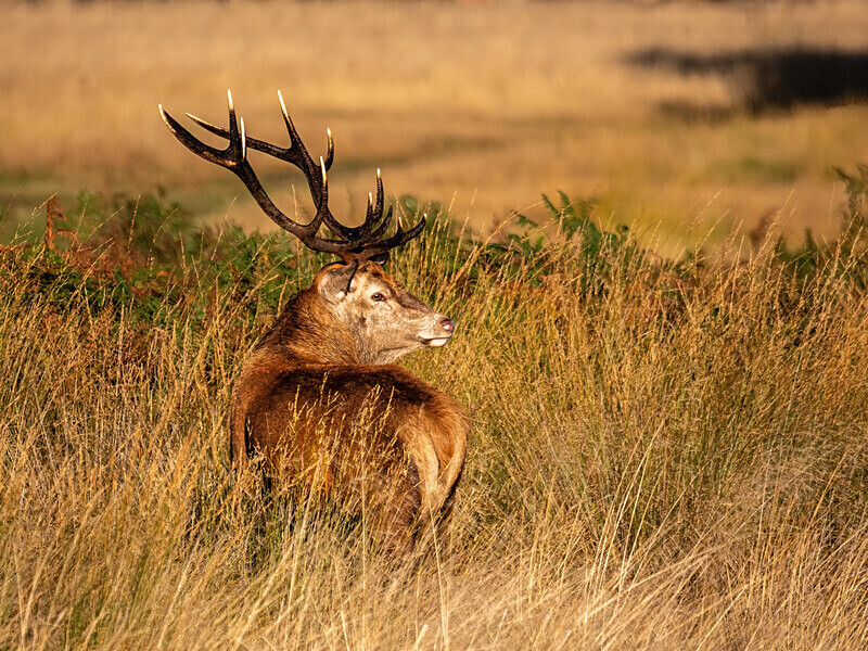 Red Deer - Latest photos