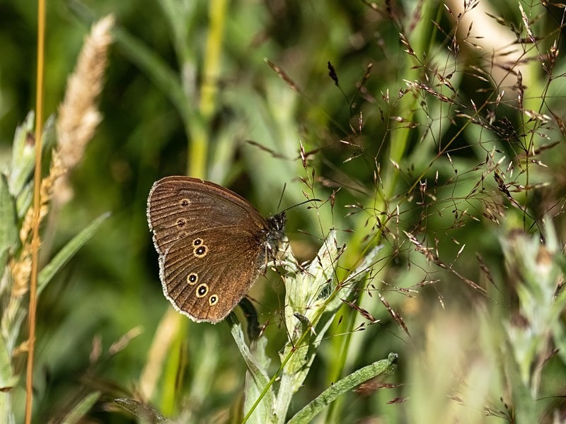Ringlet - Butterflies