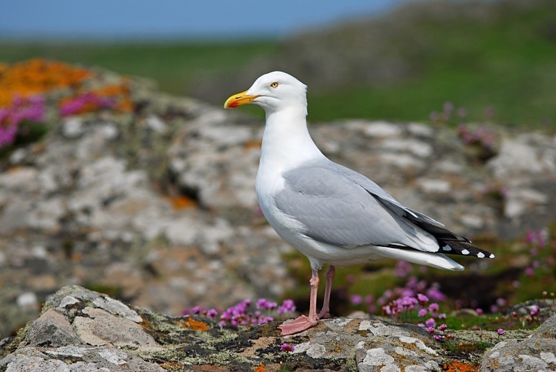 Herring Gull - Gulls