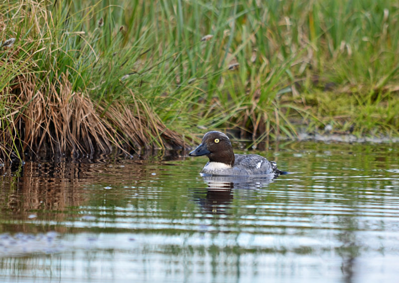 Goldeneye - North east Finland