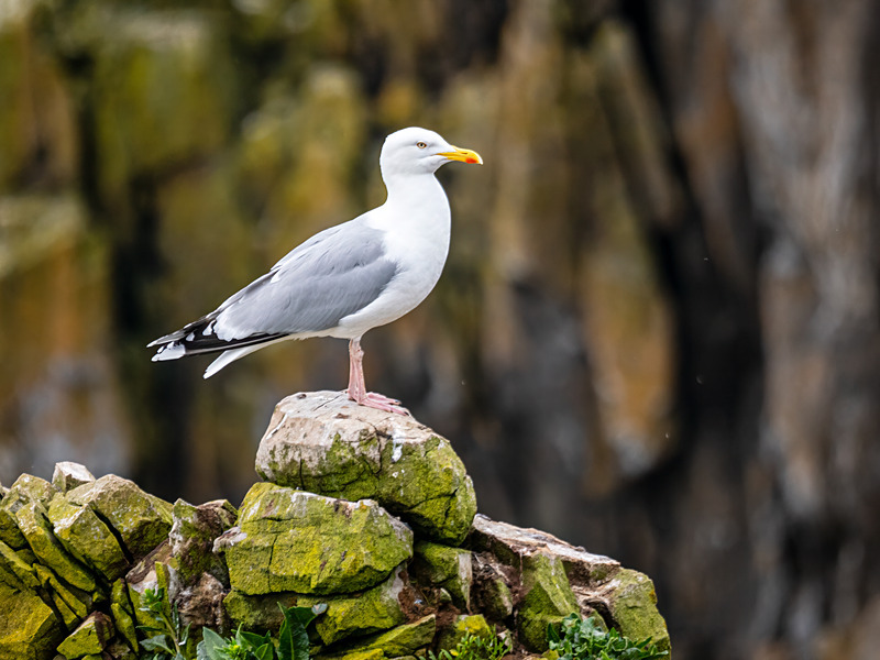 Herring Gull - Latest photos