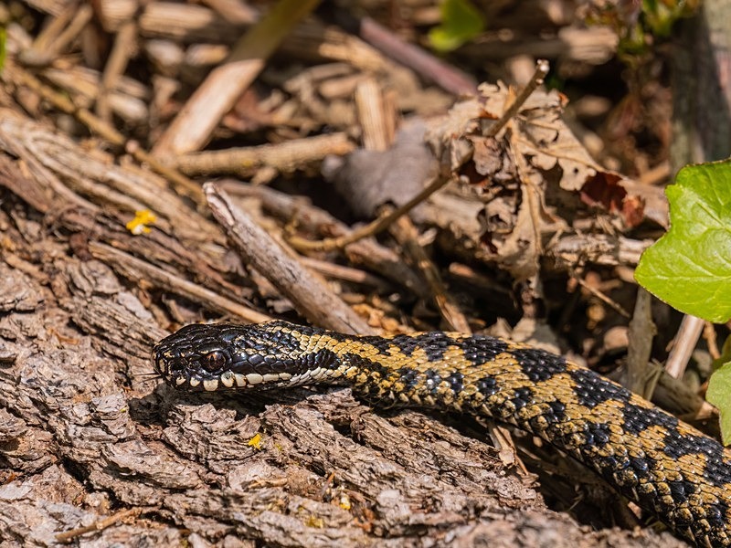 Adder - Snakes